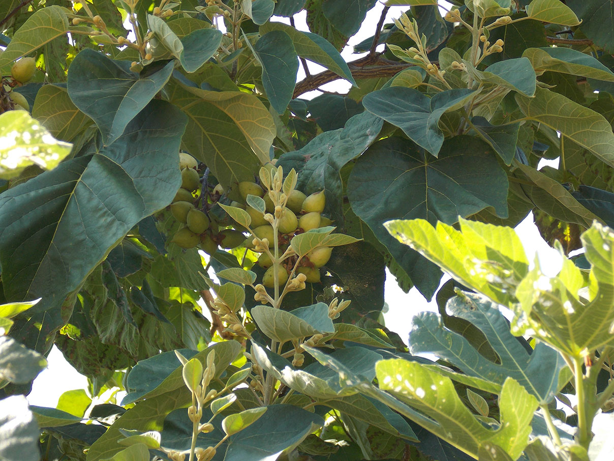 Изображение особи Paulownia tomentosa.