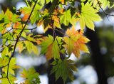 Acer pseudosieboldianum. Листья в осенней окраске. Приморский край, окр. Владивостока, широколиственный лес. 01.10.2013.