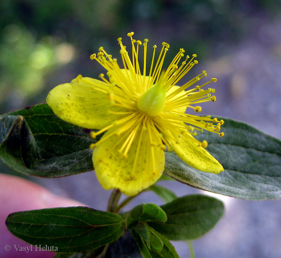 Изображение особи Hypericum maculatum.