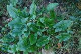 Arum italicum ssp. albispathum