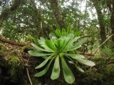 Aeonium cuneatum. Вегетирующее растение. Испания, Канарские острова, Тенерифе, горный массив Анага, окр. деревни Таганана, в нижнем ярусе лаврового леса. 8 марта 2008 г.