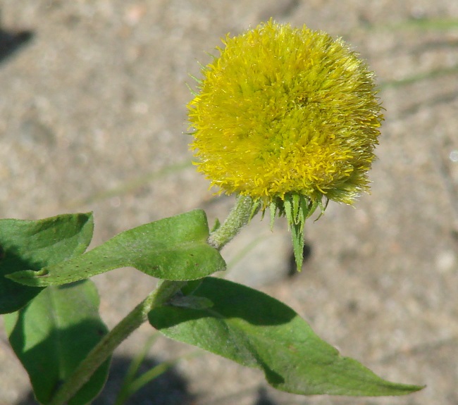 Изображение особи Inula britannica.