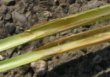 Typha angustifolia