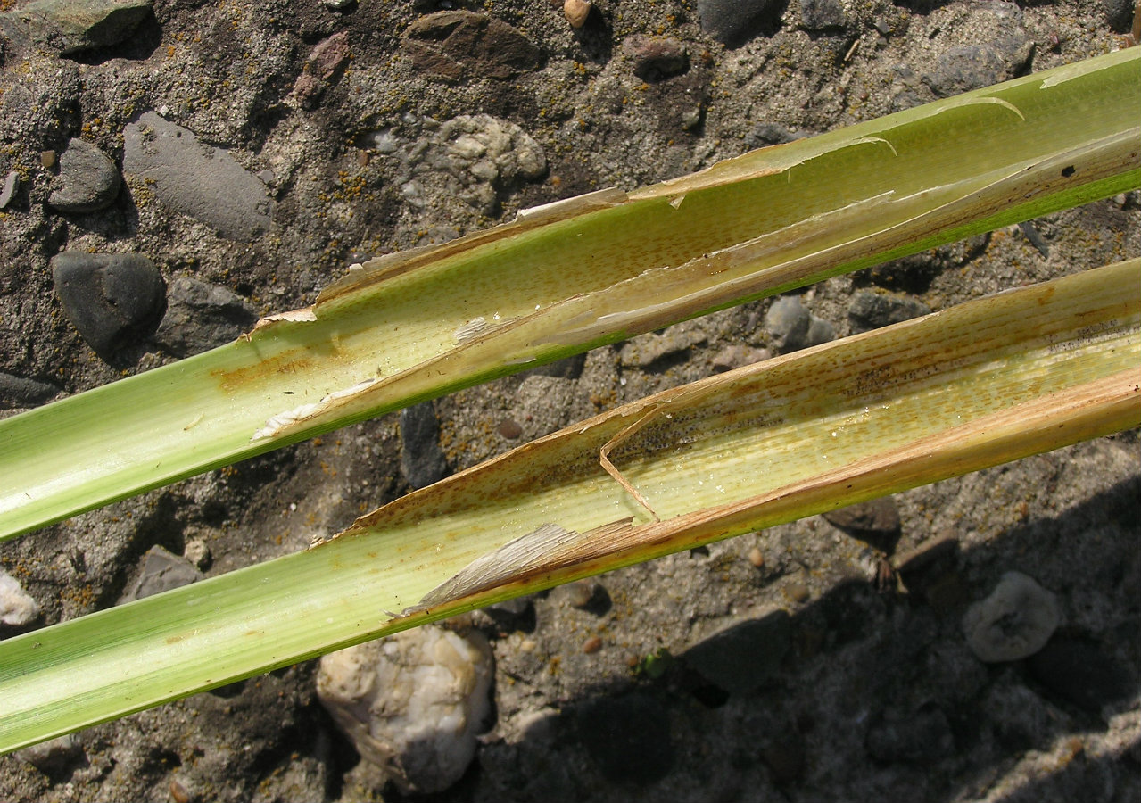 Изображение особи Typha angustifolia.