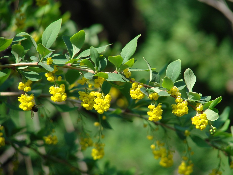 Image of Berberis vulgaris specimen.