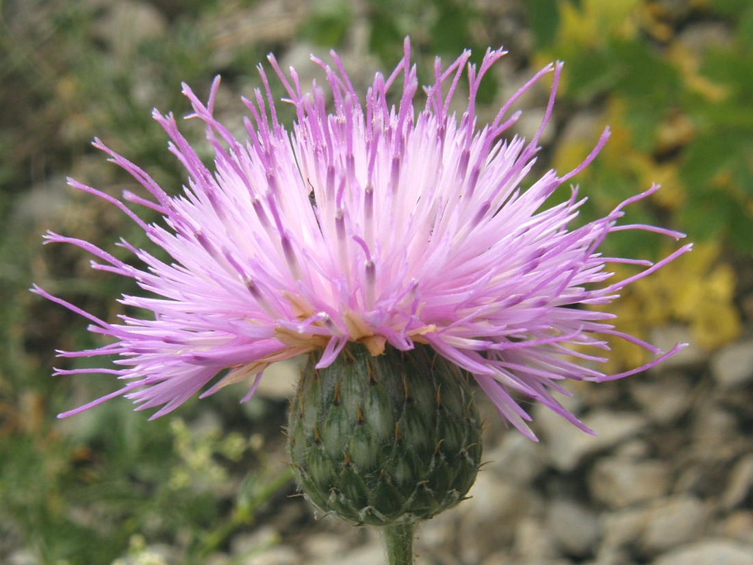 Image of Klasea radiata specimen.