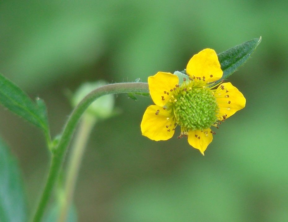 Изображение особи Geum aleppicum.