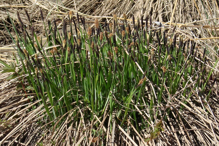 Изображение особи Carex cespitosa.