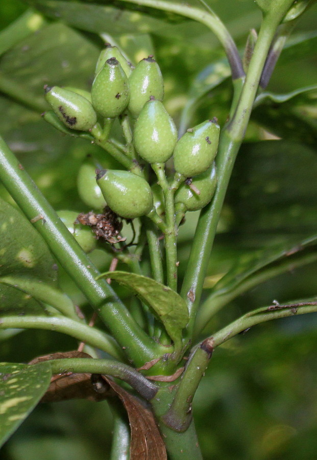 Изображение особи Aucuba japonica.