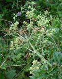 Eryngium campestre