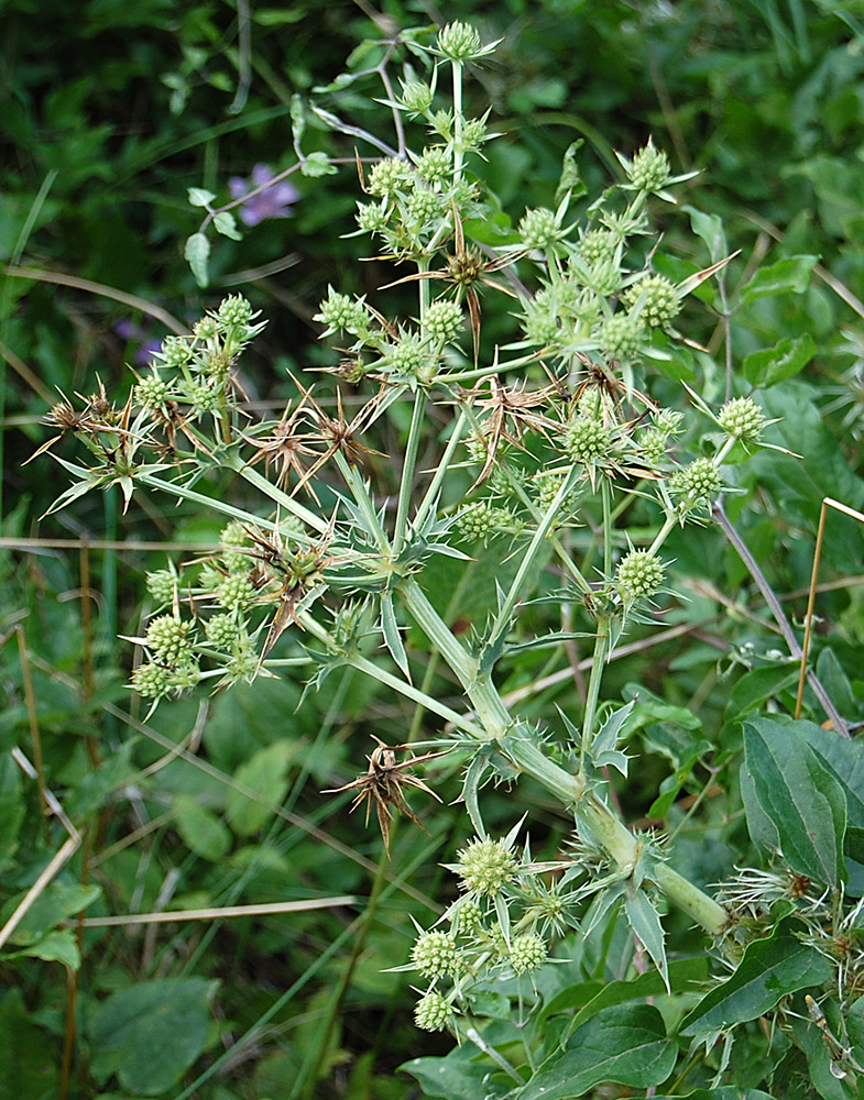 Изображение особи Eryngium campestre.