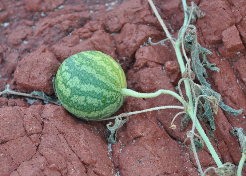 Image of Citrullus colocynthis specimen.