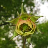 Geum rivale