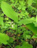 Convallaria keiskei