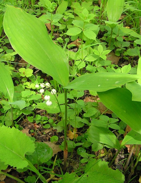 Изображение особи Convallaria keiskei.