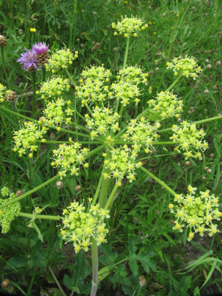 Изображение особи Heracleum sibiricum.