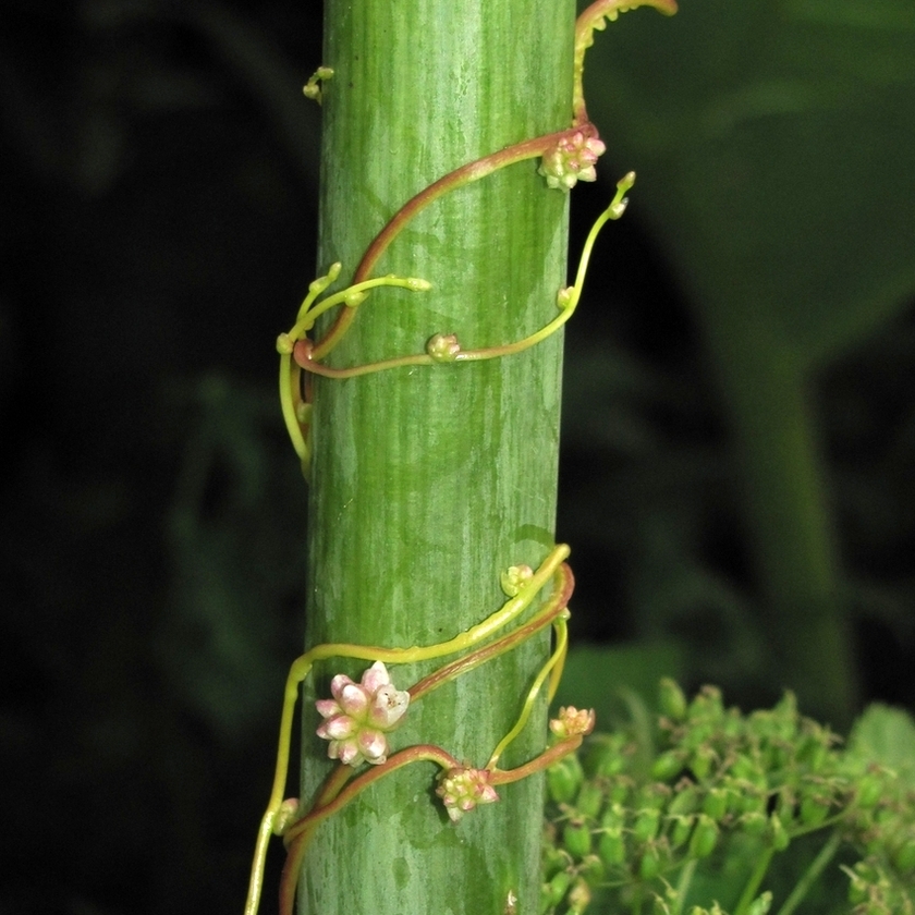 Image of Cuscuta europaea specimen.