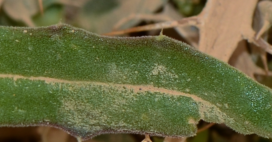 Изображение особи Blepharis attenuata.