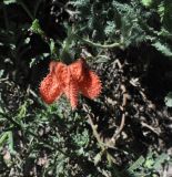 род Caiophora. Побег с цветком. Перу, каньон реки Колка. Март 2014 г.