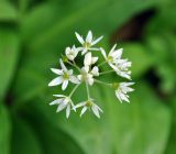 Allium ursinum. Соцветие. Краснодарский край, окр. пос. Мезмай, хребет Гуама, Орлиная скала. 28.04.2014.