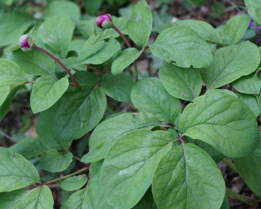 Изображение особи Paeonia caucasica.