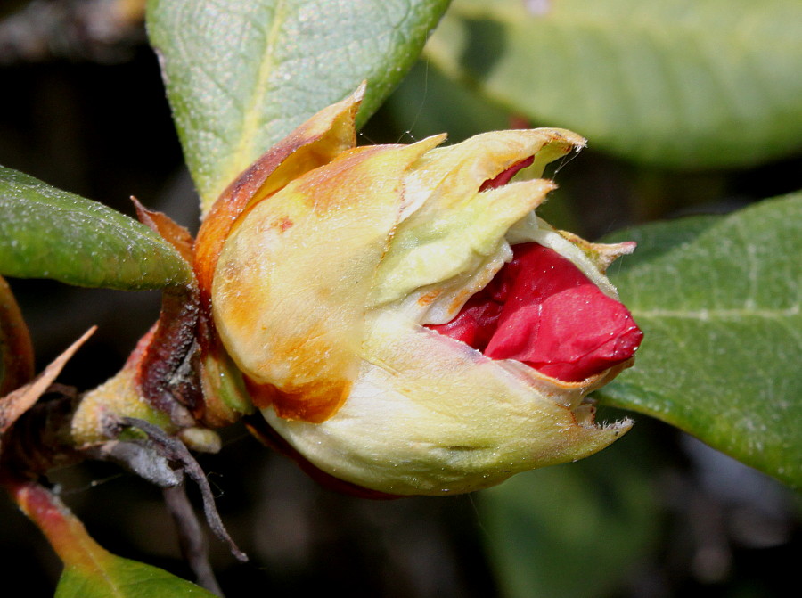 Image of Rhododendron forrestii specimen.