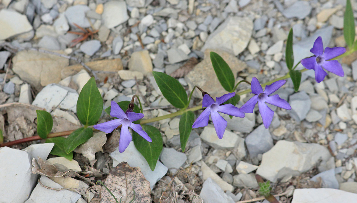 Изображение особи Vinca herbacea.