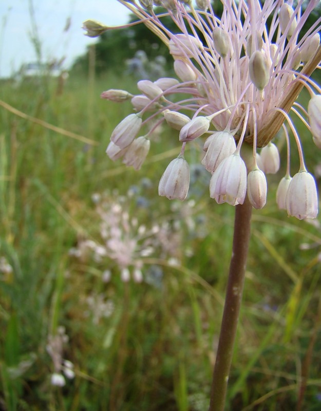 Изображение особи Allium paniculatum.