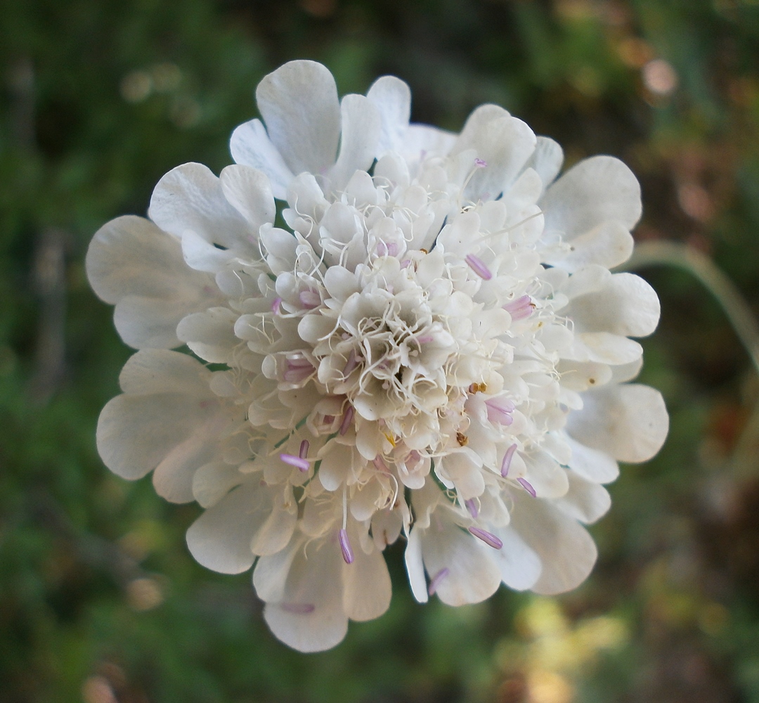 Image of Scabiosa praemontana specimen.