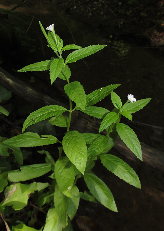 Image of Epilobium montanum specimen.