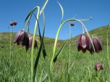 Fritillaria meleagroides