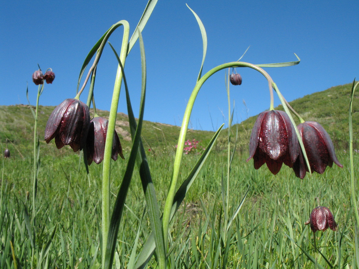 Image of Fritillaria meleagroides specimen.