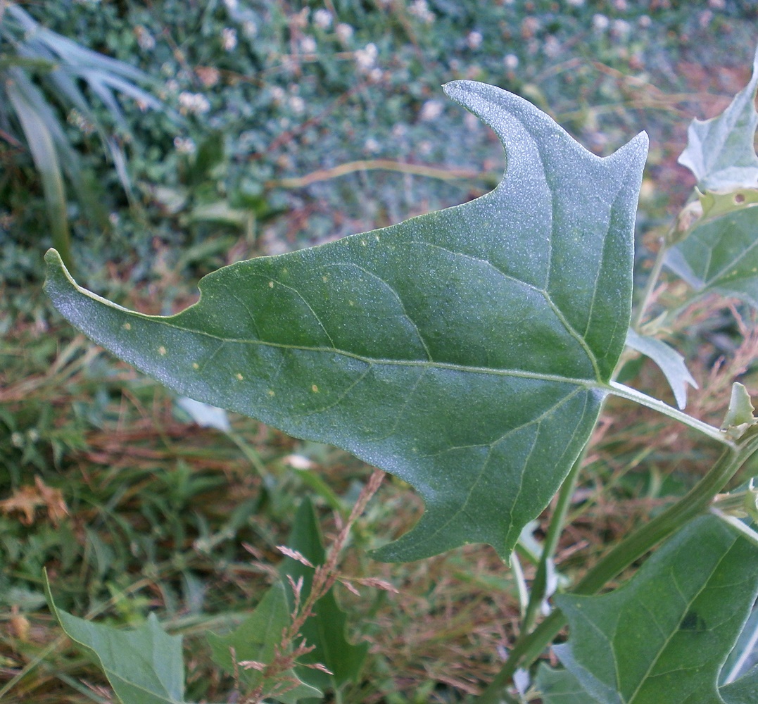 Image of Atriplex micrantha specimen.