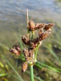 Schoenoplectus tabernaemontani