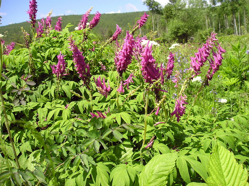 Image of Corydalis macrantha specimen.