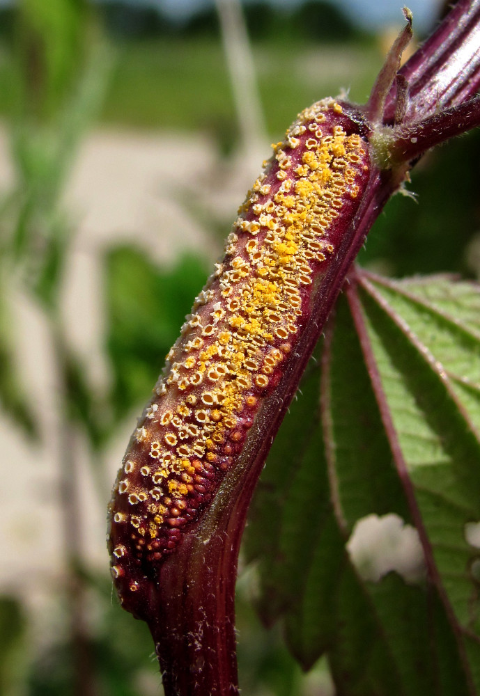 Image of Urtica dioica specimen.