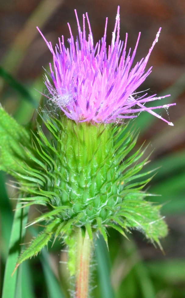 Image of Carduus crispus specimen.