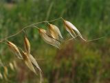 Avena fatua. Плодоносящие колоски. Курская обл., Кореневский р-н, дер. Внезапное, окраина поля. 05.07.2014.