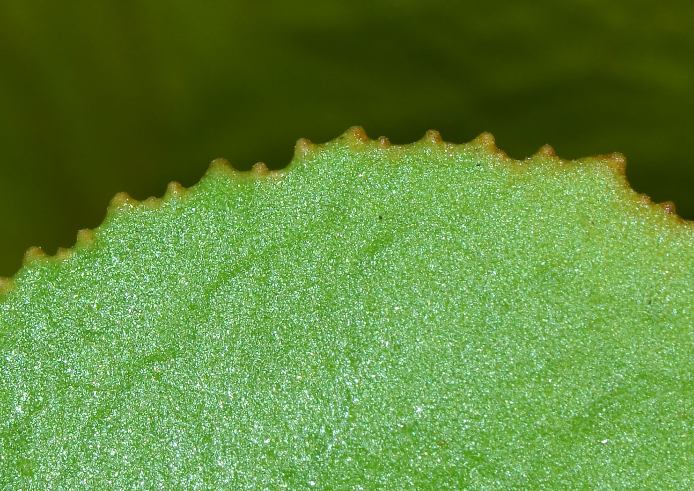 Image of Scaevola crassifolia specimen.