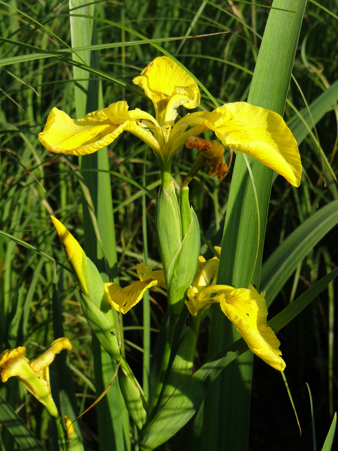 Изображение особи Iris pseudacorus.