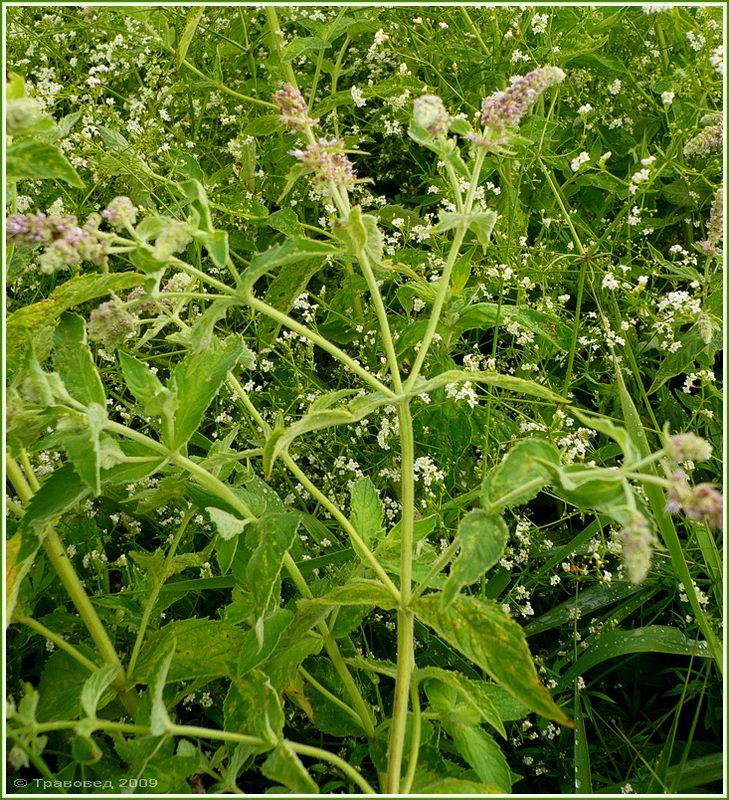 Image of Mentha longifolia specimen.