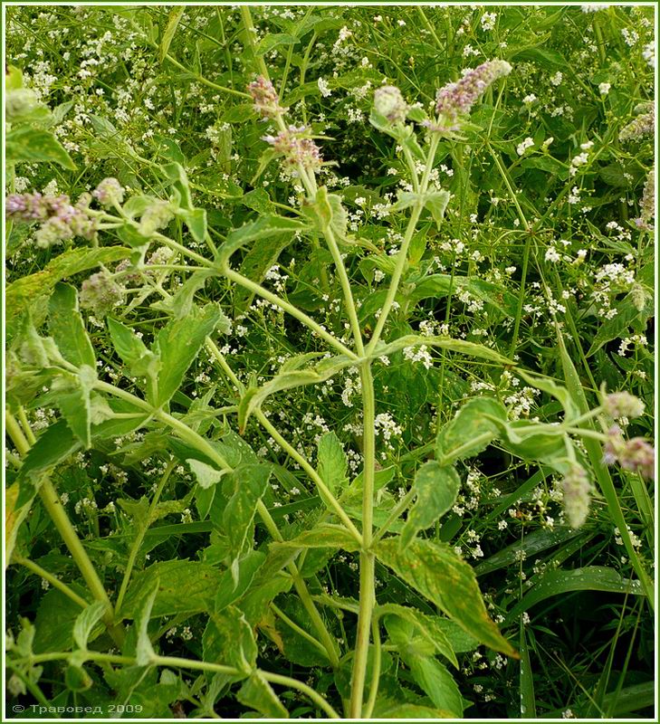 Изображение особи Mentha longifolia.