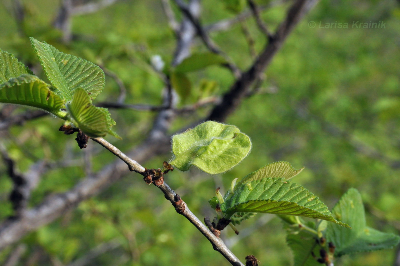 Изображение особи Ulmus macrocarpa.