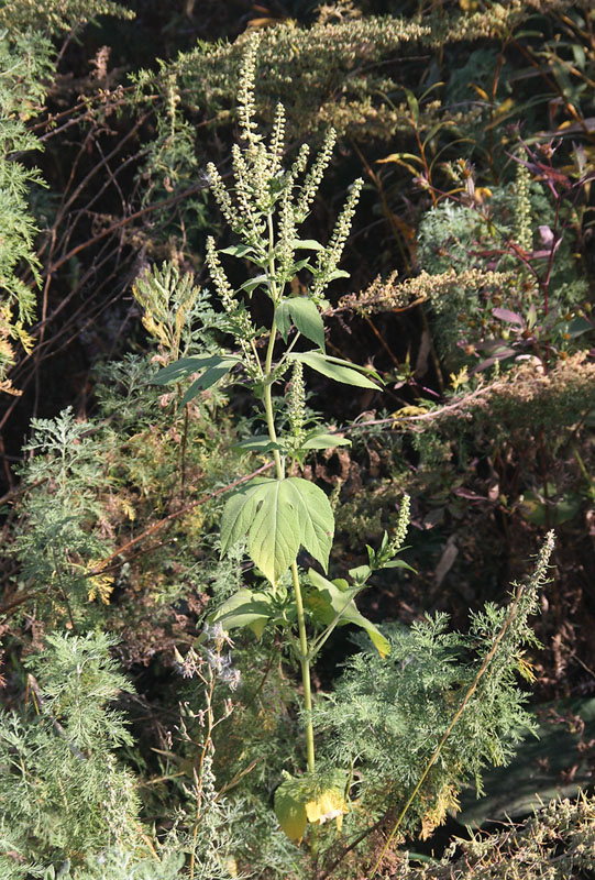 Image of Ambrosia trifida specimen.