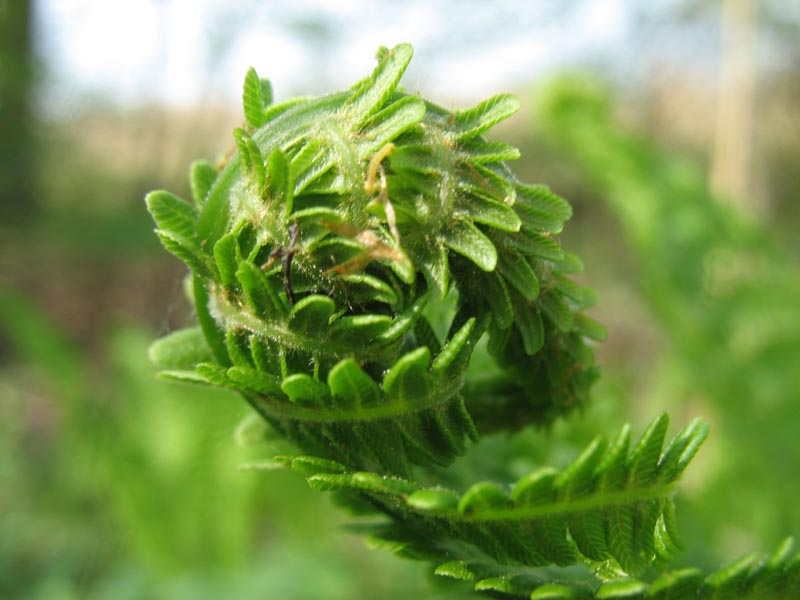 Image of Matteuccia struthiopteris specimen.