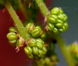 Quercus mongolica