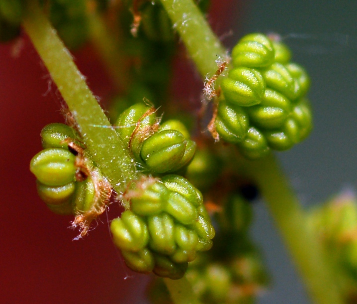 Изображение особи Quercus mongolica.