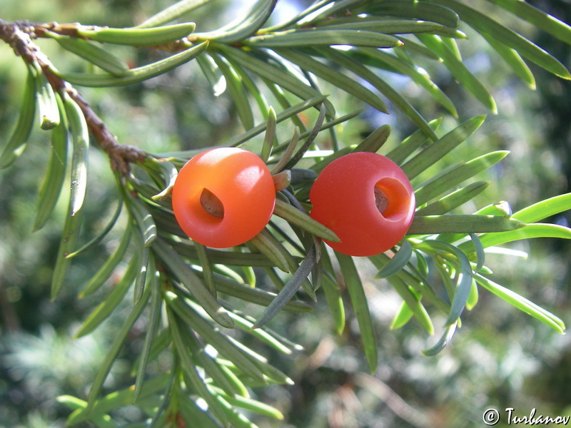 Изображение особи Taxus baccata.