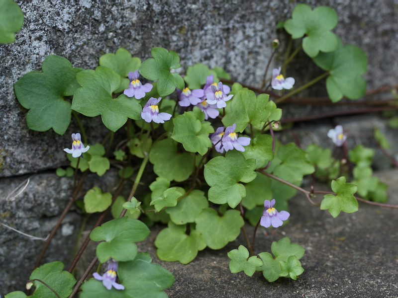 Изображение особи Cymbalaria muralis.