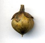 Convolvulus arvensis. Плод-коробочка. Курская обл., Железногорский р-н, пос. Каменец, дачи Жуковец, у дороги. 1 ноября 2009 г.